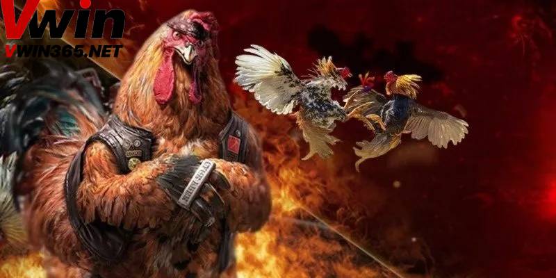 Giới thiệu kèo cược đá gà tại Vwin