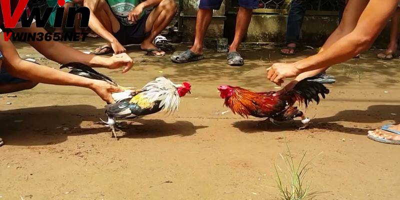 Mẹo cược đá gà tại Vwin